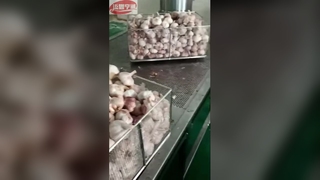 Mesin Pengeringan Bawang Putih Cepat